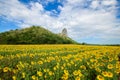 Beautiful sunflower flower blooming in sunflowers field with white cloudy and blue sky Royalty Free Stock Photo