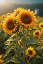 Beautiful sunflower flower blooming in sunflowers field with white cloudy and blue sky. Royalty Free Stock Photo