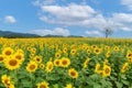 Beautiful sunflower flower blooming in sunflowers field with white cloudy and blue sky Royalty Free Stock Photo