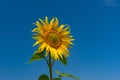 Beautiful sunflower at flowering time against blue cloudless  sky Royalty Free Stock Photo