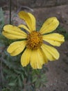 Beautiful sunflower fresh winter garden