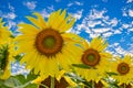 Beautiful sunflower in garden