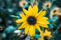 A beautiful sunflower in a garden..