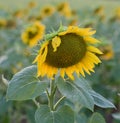 A beautiful sunflower Royalty Free Stock Photo