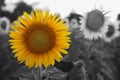 Beautiful sunflower growing in field, closeup. Black and white tone with selective color effect Royalty Free Stock Photo