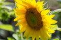 Beautiful sunflower head in bloom on sunny summer day Royalty Free Stock Photo