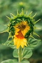 Beautiful sunflower head opening and blooming in field Royalty Free Stock Photo