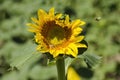 Beautiful Sunflower heart Royalty Free Stock Photo