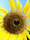Beautiful sunflower heart shape Royalty Free Stock Photo