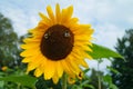 Beautiful sunflower -Helianthus annuus and bee Royalty Free Stock Photo