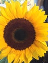 A BEAUTIFUL SUNFLOWER Royalty Free Stock Photo