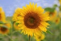 Beautiful Common Sunflower, Helianthus annuus Royalty Free Stock Photo