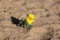 Beautiful sunflower Helianthus annuus Royalty Free Stock Photo