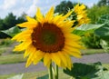 Beautiful sunflower -Helianthus annuus Royalty Free Stock Photo