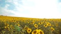 Beautiful sunflower Helianthus field of yellow flowers on a background of blue sky landscape. slow motion video. a lot