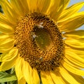 Beautiful sunflower with honey bees bees collecting nectar. Huge yellow flowers. Green trees, bright blue sky and white fluffy Royalty Free Stock Photo