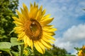 Beautiful sunflower with honey bees bees collecting nectar. Huge yellow flowers. Green trees, bright blue sky and white fluffy Royalty Free Stock Photo
