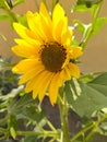 Beautiful sunflower in industrial agriculture farmer field of Thailand.