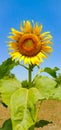 Beautiful sunflower field. Blossoming bright sunflower. Shinning sunflower background. Yellow sunflower, field of sunflowers. Royalty Free Stock Photo