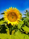 Beautiful sunflower field. Blossoming bright sunflower. Shinning sunflower background. Yellow sunflower, field of sunflowers. Royalty Free Stock Photo