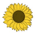 Beautiful sunflower isolated on a white background