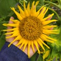 beautiful sunflower in left hand beautiful girl Royalty Free Stock Photo