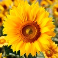 Beautiful sunflower in a long grass field at bright sun