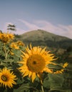 Beautiful sunflower with mountain background