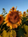 A beautiful Sunflower in my village