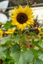 Beautiful sunflower with a natural background