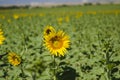 Beautiful Sunflower Patch in Denver Royalty Free Stock Photo