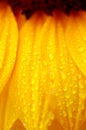 Beautiful sunflower petals closeup Royalty Free Stock Photo