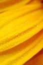 Beautiful sunflower petals closeup Royalty Free Stock Photo