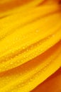 Beautiful sunflower petals closeup Royalty Free Stock Photo