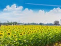 The beautiful of sunflower plant field with the  beautiful blue sky cloud in Thailand Royalty Free Stock Photo