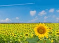 The beautiful of sunflower plant field with the  beautiful blue sky cloud in Thailand Royalty Free Stock Photo