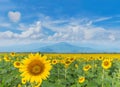 beautiful of sunflower plant field with the beautiful blue Royalty Free Stock Photo