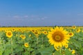 The beautiful of sunflower plant field with the Sunn hemp, Indian hemp, Madras hemp, Chanvre Indien, Crotalaria juncea, Crotalaria