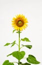 Beautiful sunflower plant isolated on white Royalty Free Stock Photo
