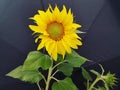 A Beautiful Sunflower