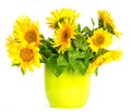 Beautiful sunflower in a pot
