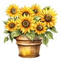 beautiful Sunflower pot clipart illustration Royalty Free Stock Photo