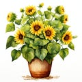 beautiful Sunflower pot clipart illustration Royalty Free Stock Photo