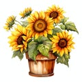 beautiful Sunflower pot clipart illustration Royalty Free Stock Photo