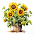 beautiful Sunflower pot clipart illustration Royalty Free Stock Photo