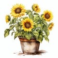 beautiful Sunflower pot clipart illustration Royalty Free Stock Photo
