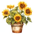 beautiful Sunflower pot clipart illustration Royalty Free Stock Photo