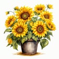 beautiful Sunflower pot clipart illustration Royalty Free Stock Photo