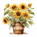 beautiful Sunflower pot clipart illustration Royalty Free Stock Photo