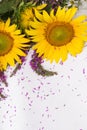 Beautiful sunflower and purple wild sage isolated on white